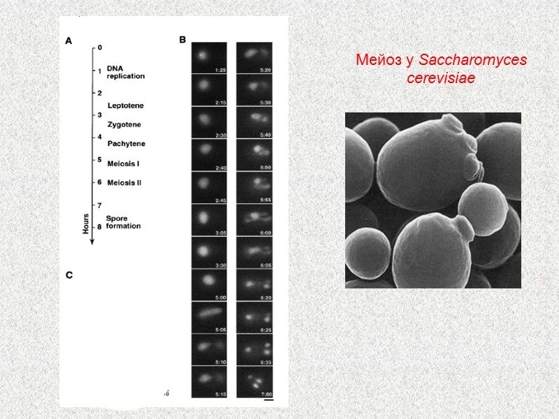 Мейоз у Saccharomyces cerevisiae